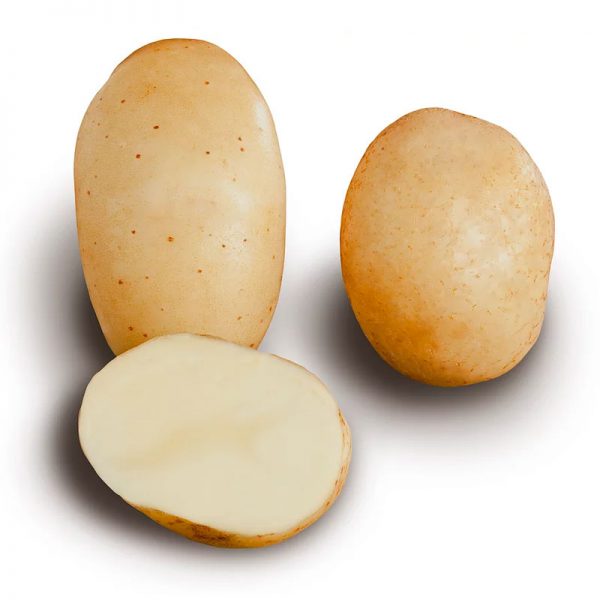 variétés Lionheart